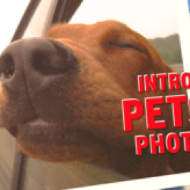Pets+Cars was a picture purr-fect way to start the summer