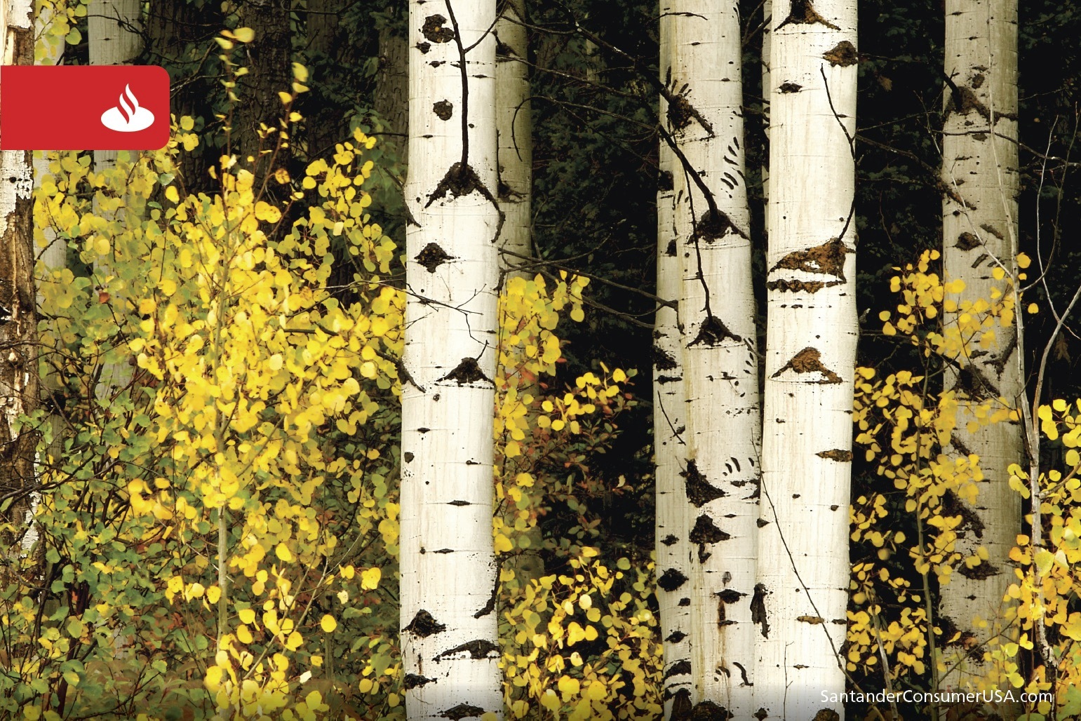 Aspens dress for fall in Glacier National Park in Montana.